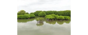 AALAMARAM NGO